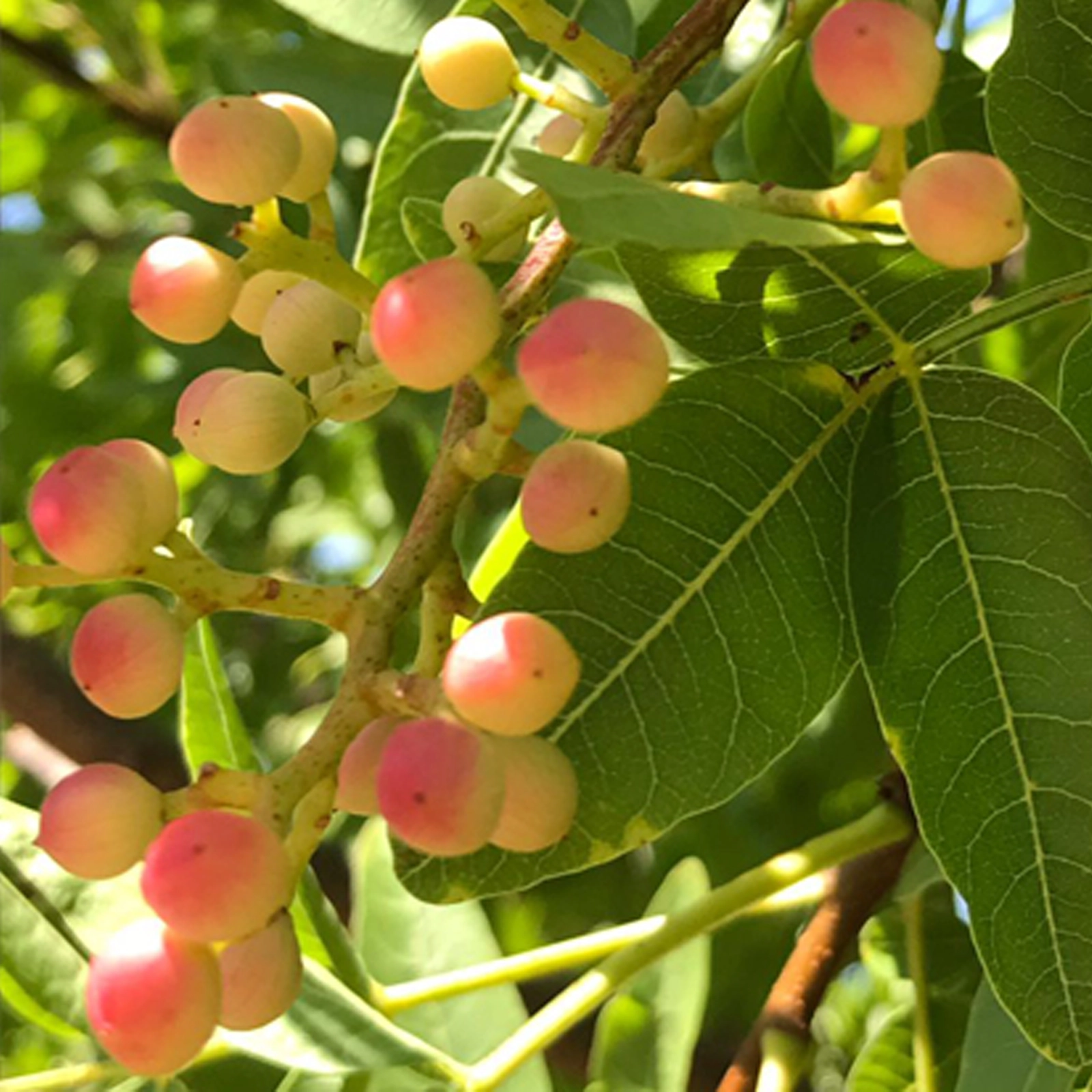 Covimer-pistacchio